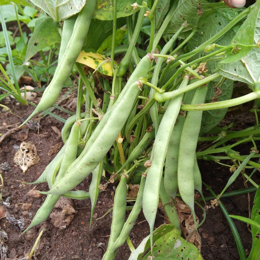 Healthy Roma II Bush Green Bean plants growing in a vegetable garden