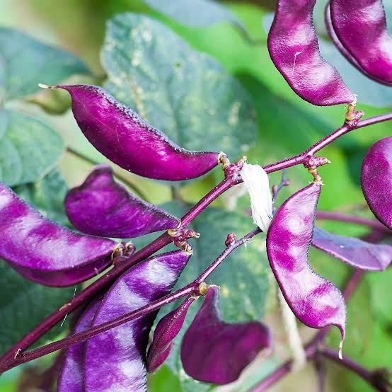 Ruby Moon Hyacinth Bean vines growing on a garden trellis