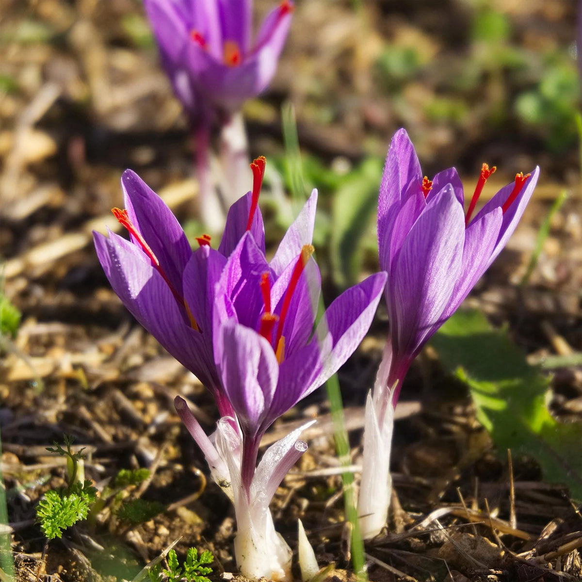 Heirloom non-GMO saffron flower seeds suitable for pots, raised beds, and garden planting