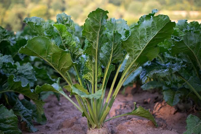 Healthy Seven Top Turnip Greens growing in a vegetable garden