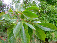Heirloom Slippery Elm tree with lush green foliage in a natural setting.