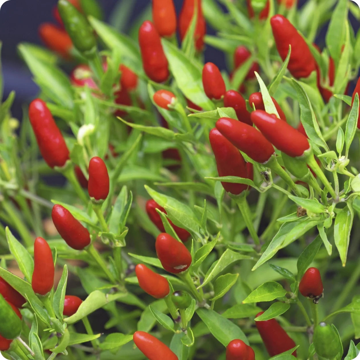 Healthy Thai Hot Pepper Bird Chili plants growing in a vegetable garden