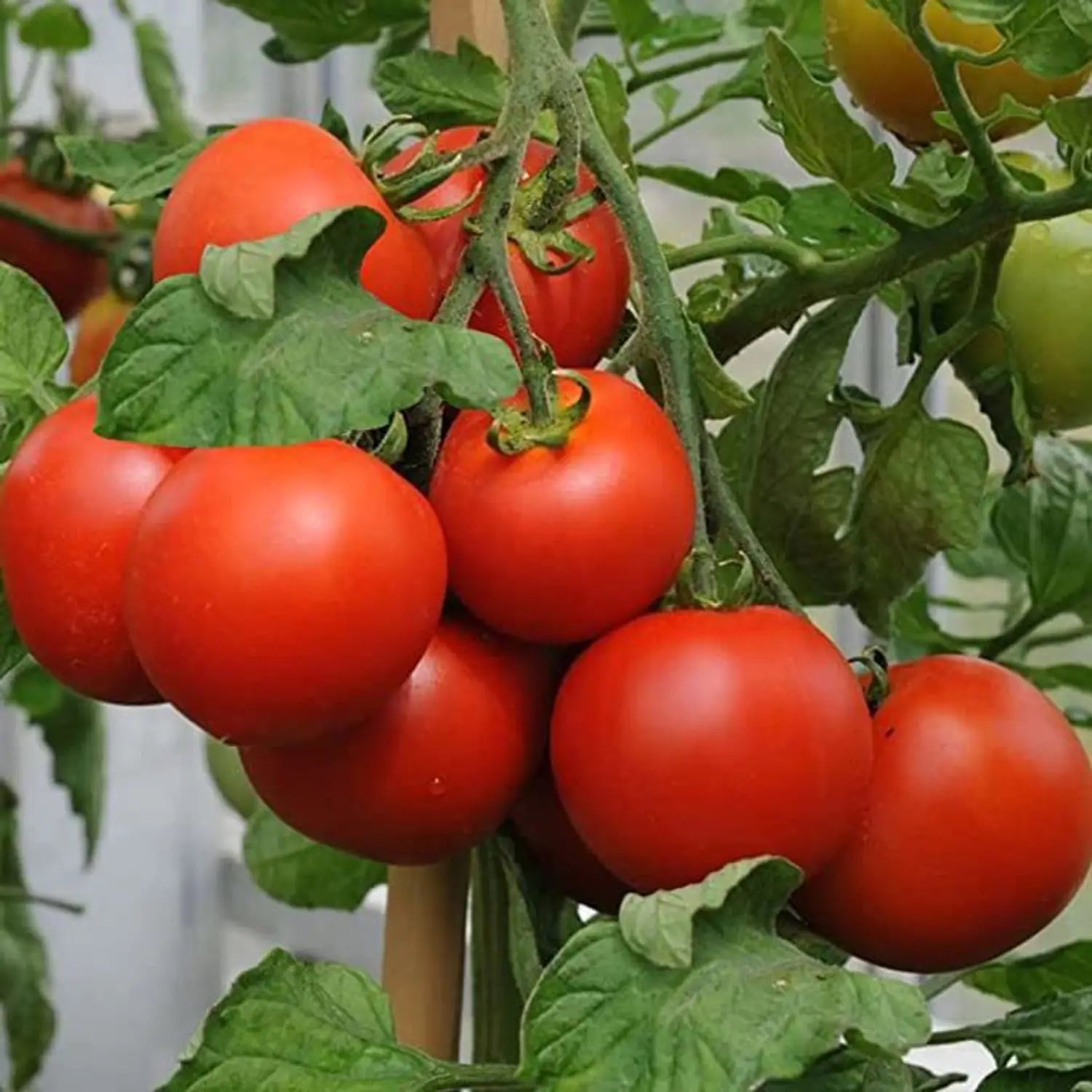Mixed heirloom tomato plants growing in a vegetable garden