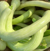 Long Tromboncino Squash growing on a garden trellis