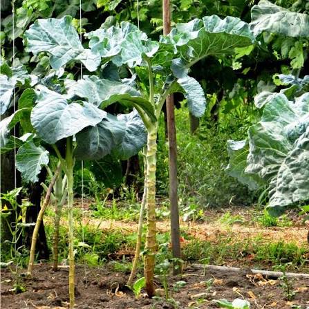 Heirloom Walking Stick Kale plants with tall stems and lush green leaves.