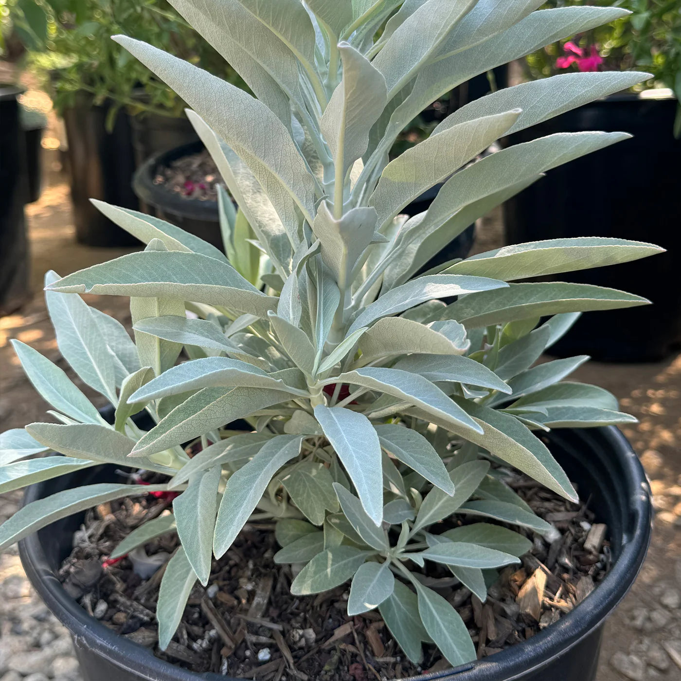 Heirloom White Sage plants with silvery-green foliage and white flower spikes.