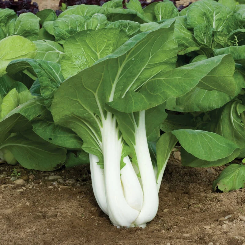 Heirloom White Stem Pak Choi growing in an outdoor garden
