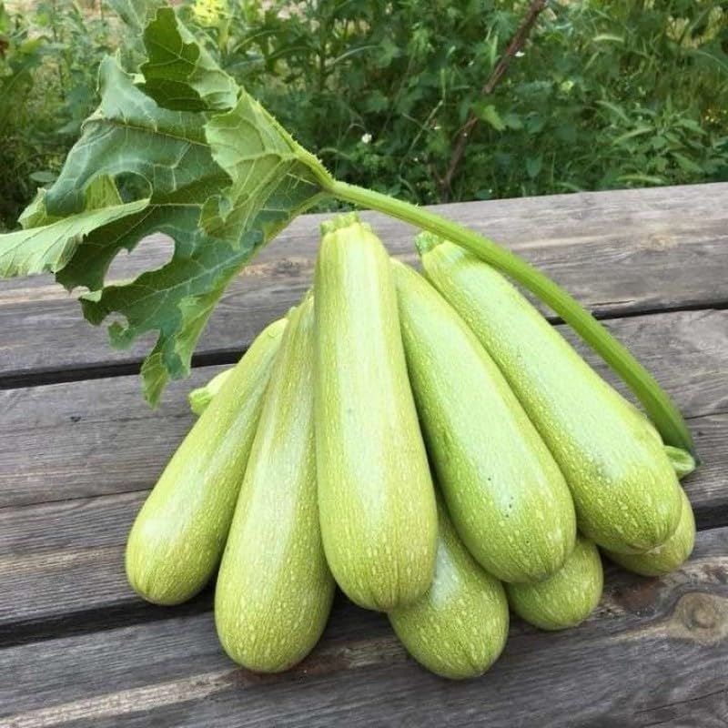Green courgette squash developing on compact garden plants.