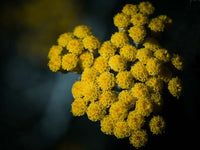 Heirloom Helichrysum Flower Seeds, Non-GMO Everlasting Blooms for Dried and Garden Planting