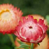 Helichrysum 'Salmon Rose' Flower Seeds for Planting - Heirloom and Non-GMO Garden Seeds