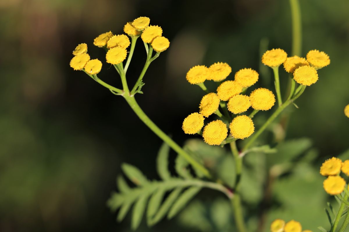 Heirloom Helichrysum Flower Seeds, Non-GMO Everlasting Blooms for Dried and Garden Planting for planting in home garden