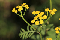 Heirloom Helichrysum Flower Seeds, Non-GMO Everlasting Blooms for Dried and Garden Planting for planting in home garden