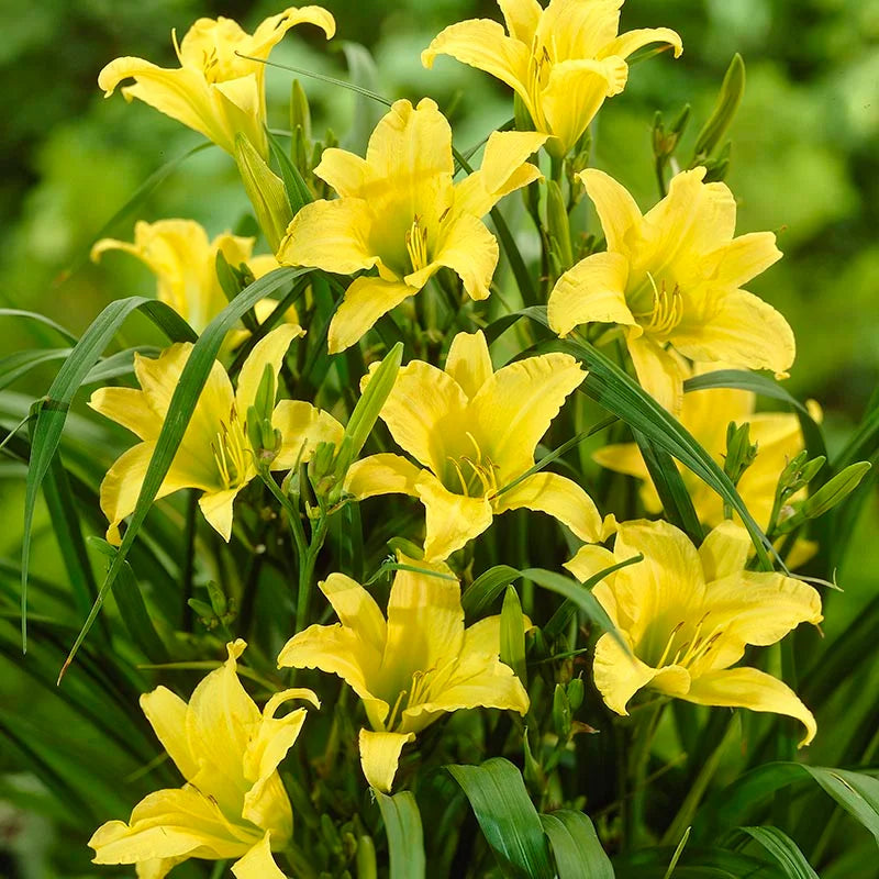 Heirloom Non-GMO Daylily Flower Seeds for Planting – Colorful Perennial Garden Blooms - Non-GMO for planting in home garden