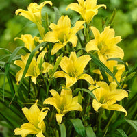 Heirloom Non-GMO Daylily Flower Seeds for Planting – Colorful Perennial Garden Blooms - Non-GMO for planting in home garden