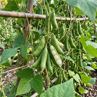 Henderson Bush Lima Bean heirloom seeds for home garden planting