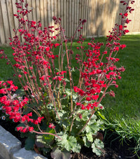 Pink Heuchera Plant Seeds for Planting - Heirloom, NON-GMO Seeds for Beautiful Garden Blooms
