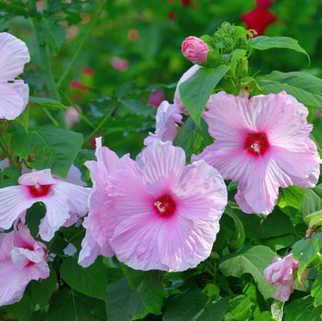 Perennial hibiscus bulbs growing into large colorful flowering plants
