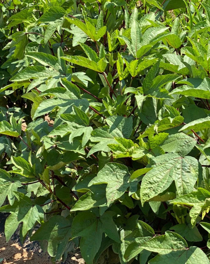 Hibiscus sabdariffa herb seeds suitable for raised beds and containers.
