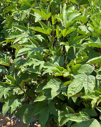 Hibiscus sabdariffa herb seeds suitable for raised beds and containers.