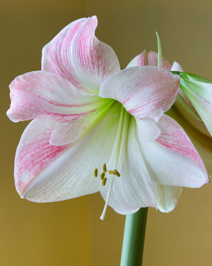 Heirloom Non-GMO Light Pink Hippeastrum Flower Seeds for Garden Planting – Elegant Amaryllis Variety