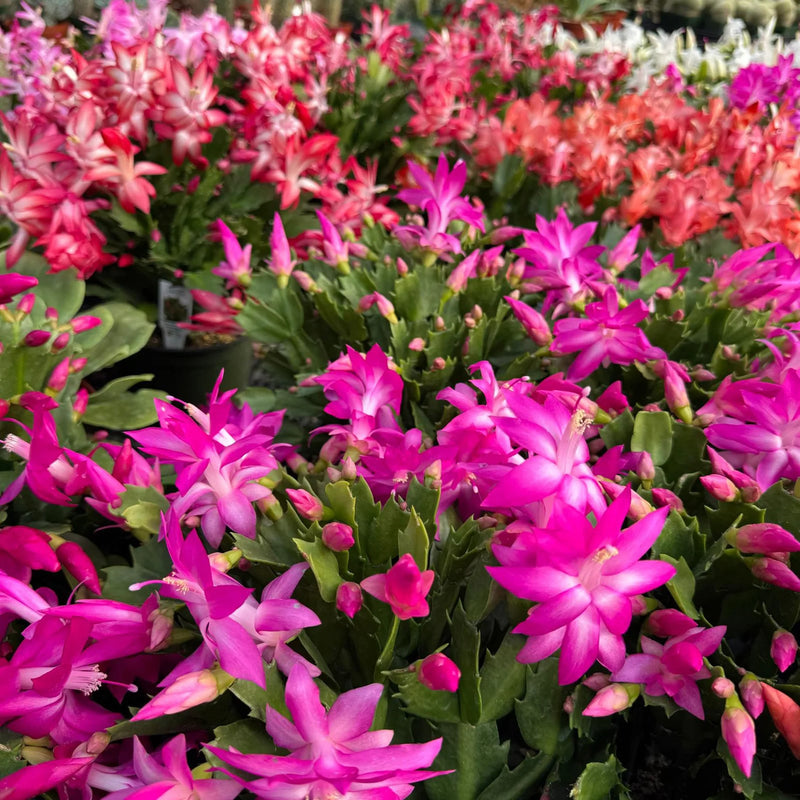 Schlumbergera Flower Seeds Heirloom Non GMO Planting - 100 pcs