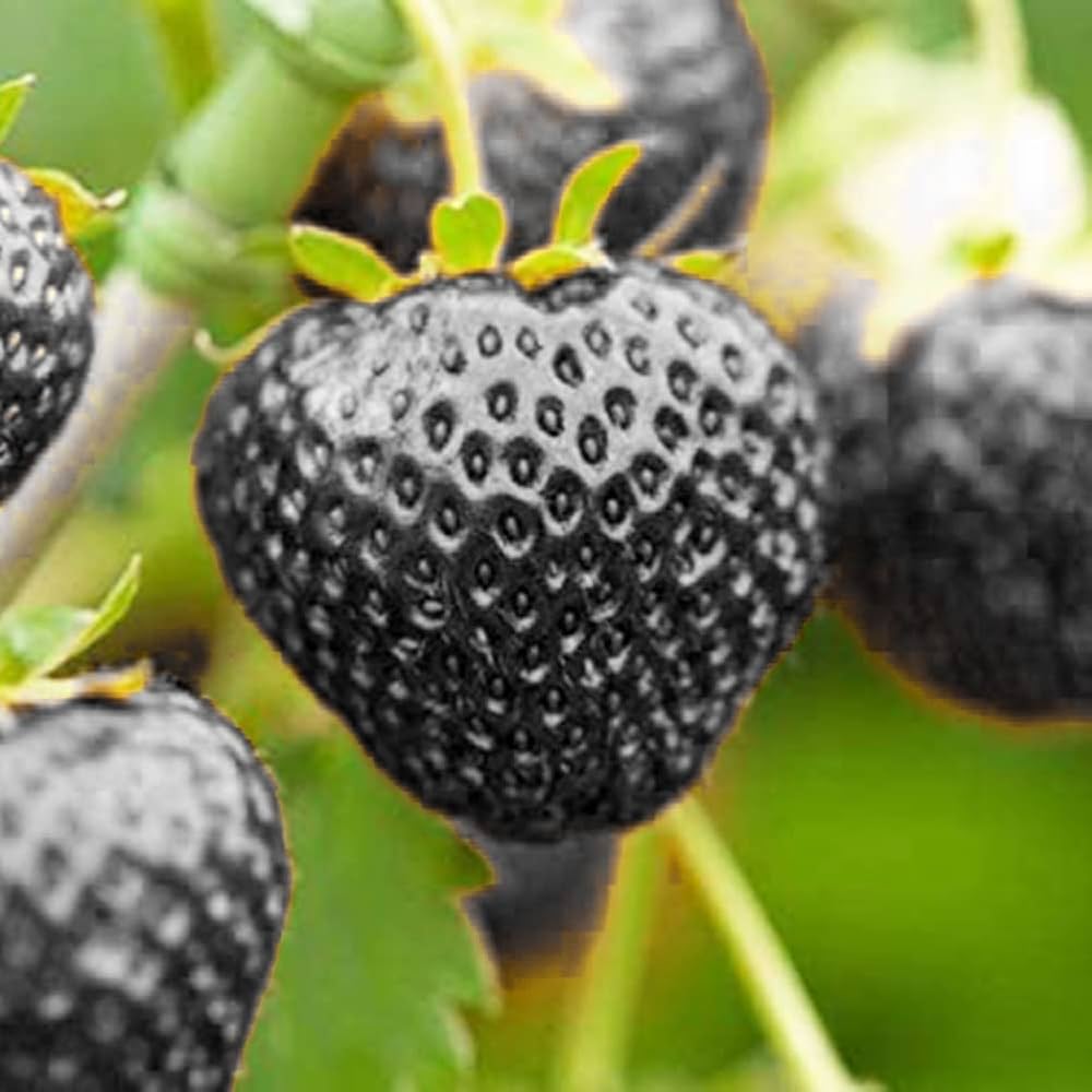 Unique strawberry variety thriving in an outdoor garden setting.