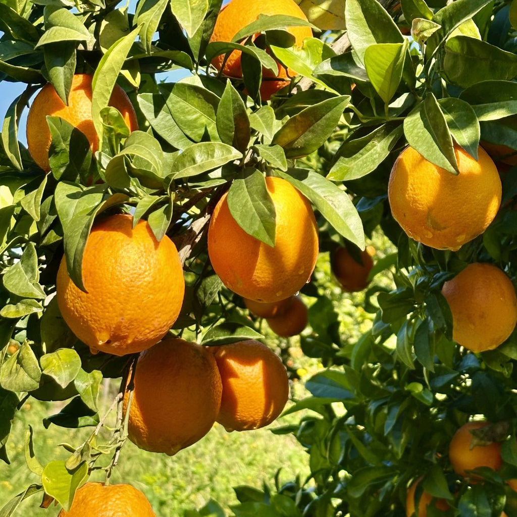 Valencia orange fruit on a healthy citrus tree in an outdoor garden.