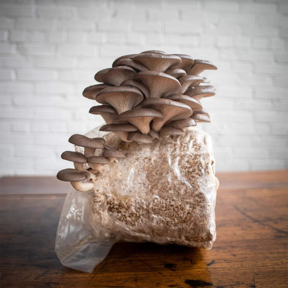 Healthy oyster mushrooms developing on a suitable growing substrate.