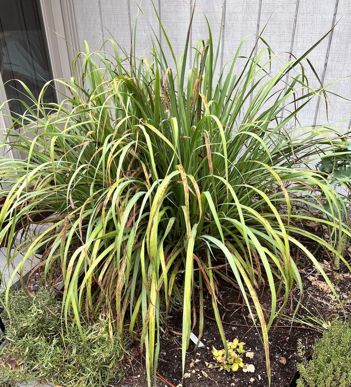 West Indian Lemongrass (Cymbopogon citratus) ? Aromatic, Flavorful, and Easy-to-Grow Culinary Herb