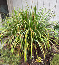 West Indian Lemongrass (Cymbopogon citratus) ? Aromatic, Flavorful, and Easy-to-Grow Culinary Herb