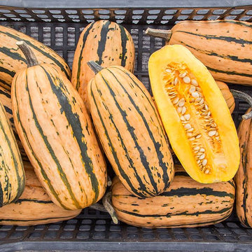 Honey Boat Delicata Squash heirloom seeds for home garden planting