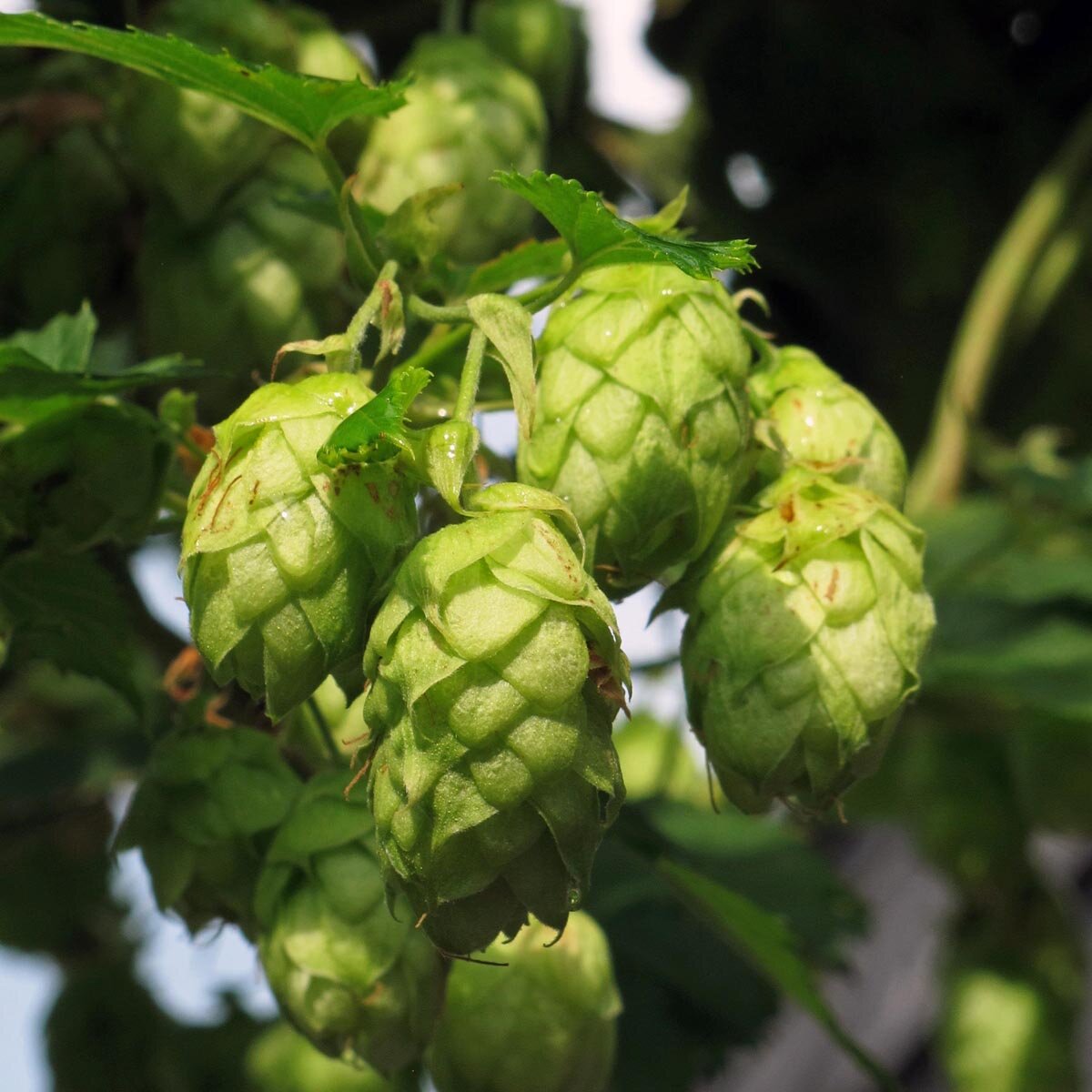 Green Hops Plant Seeds for Planting heirloom & Non-GMO Seeds