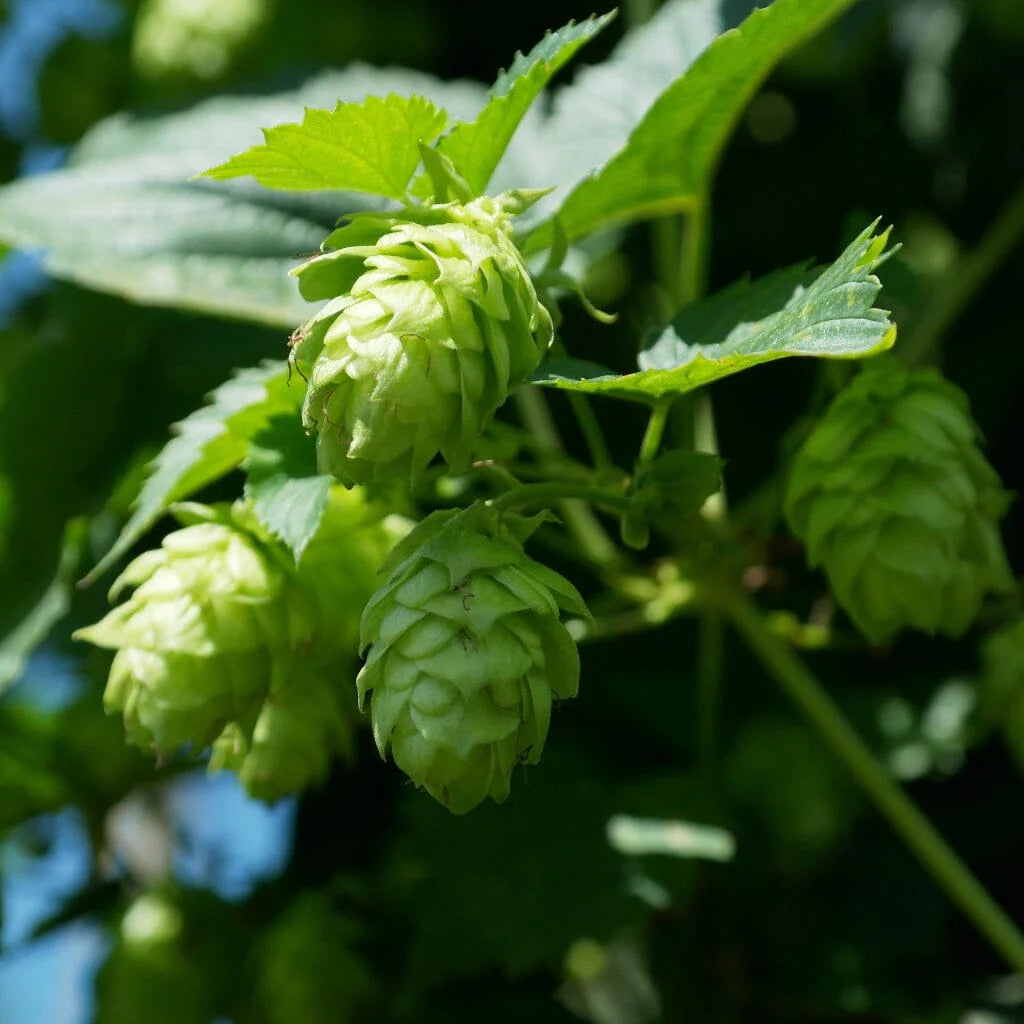 Green Hops Plant Seeds for Planting heirloom & Non-GMO Seeds