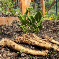 Horseradish seeds for planting in home gardens and raised beds.
