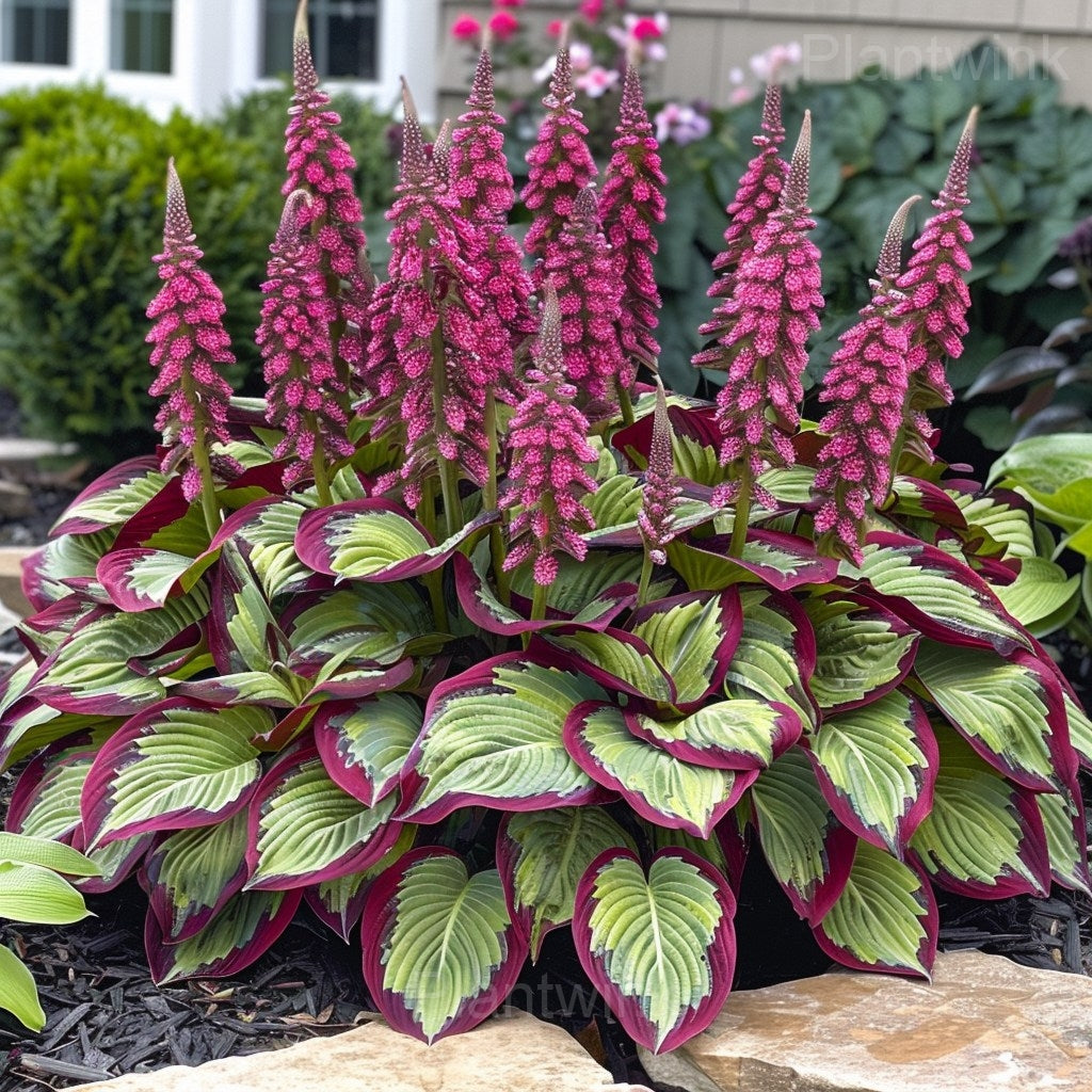 Hosta hybrid foliage seeds for decorative borders, raised beds, and shaded landscapes.