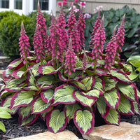 Hosta hybrid foliage seeds for decorative borders, raised beds, and shaded landscapes.