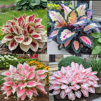 Hosta plantaginea ornamental flower seeds for shaded landscape planting.