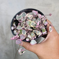 Ceropegia String of Hearts Pretty Pink Seeds for Planting - NON GMO Seeds