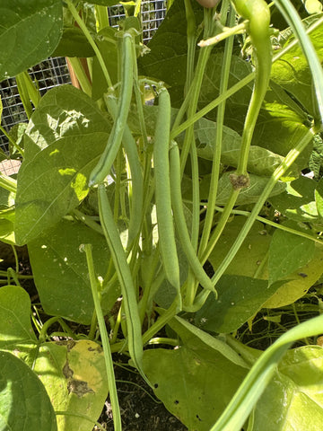 Fresh green Roma II bush beans ready for harvest