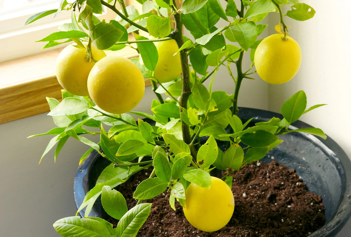 Meyer Lemon Fruit Seeds
