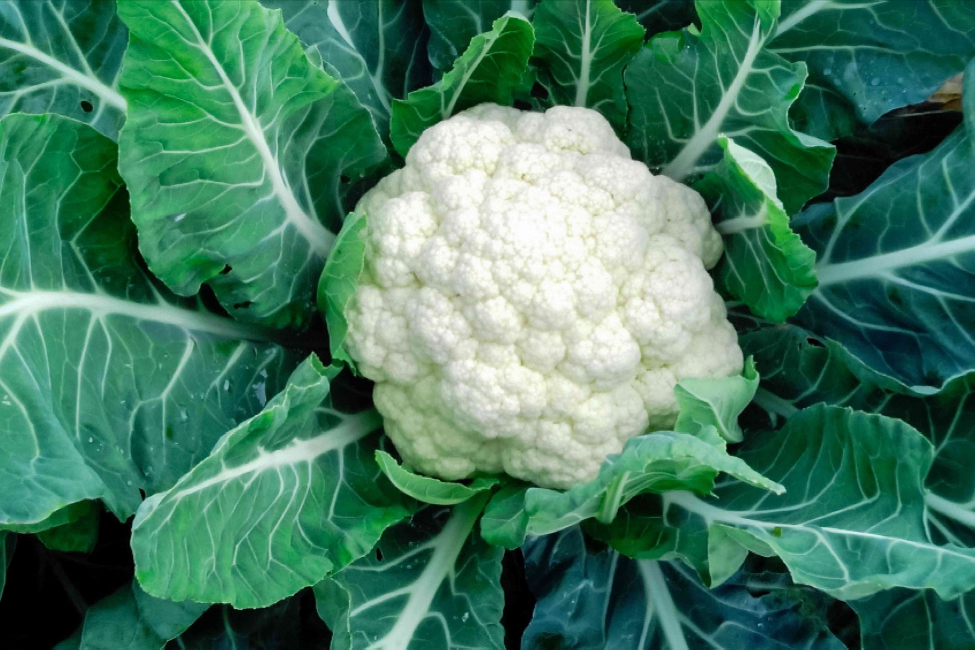 Young cauliflower plants thriving in a raised garden bed.

