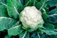Young cauliflower plants thriving in a raised garden bed.

