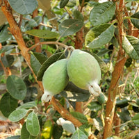 Pineapple Guava Fruit Seeds