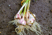 Garlic Bulbs for Planting – Traditional Garlic Cloves for Home Gardens