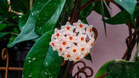 Aleurites Flower Seeds for Planting, Unique Blooms, 100 pcs