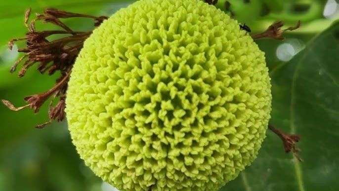 Green Anthocephalus Kadamba Plant Seeds for Planting - NON GMO Seeds
