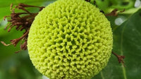 Green Anthocephalus Kadamba Plant Seeds for Planting - NON GMO Seeds