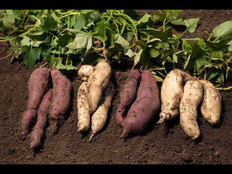 Assorted Sweet Potato varieties planted in a garden bed with healthy foliage.
