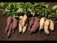 Assorted Sweet Potato varieties planted in a garden bed with healthy foliage.
