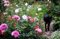 Pink Damask Flower Seeds for Planting, 100 pcs